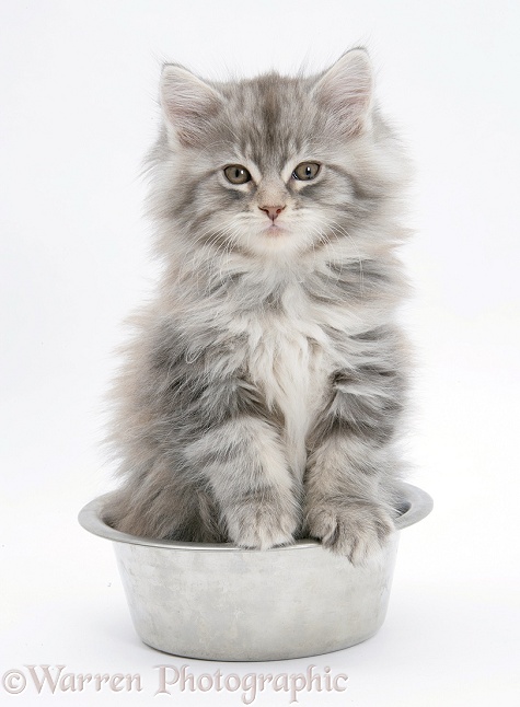 Maine Coon kitten, 8 weeks old, in a metal food bowl, white background