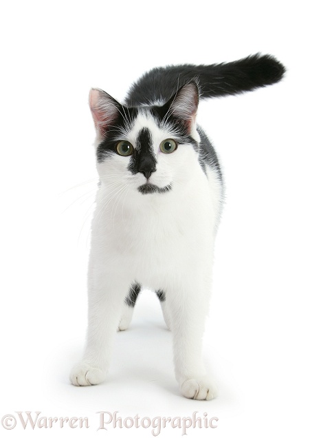 Black-and-white cat, Pablo, white background