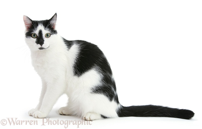 Black-and-white cat, Pablo, sitting, white background