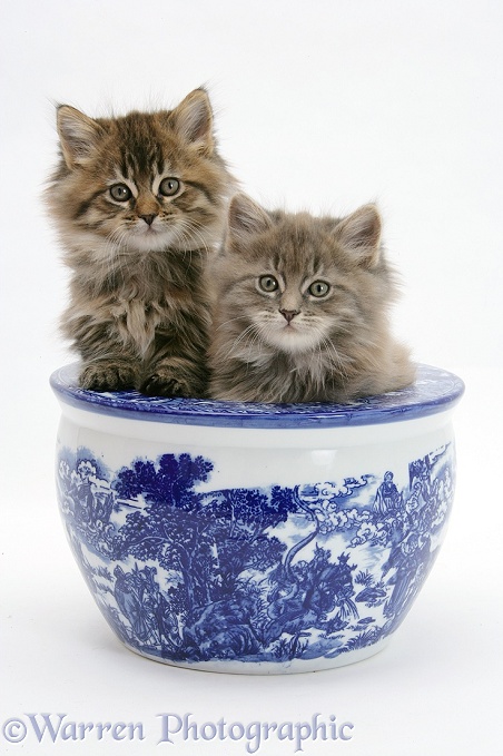 Maine Coon kittens in a blue china pot, white background