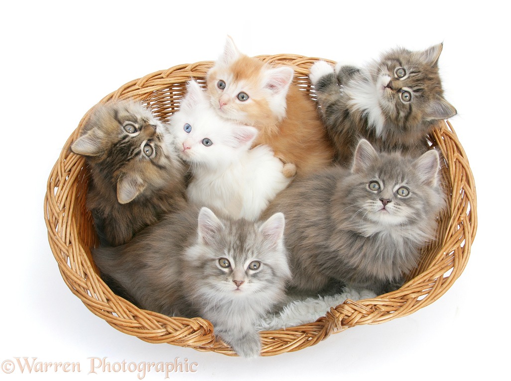 Maine Coon kittens, 8 weeks old, in a basket, white background
