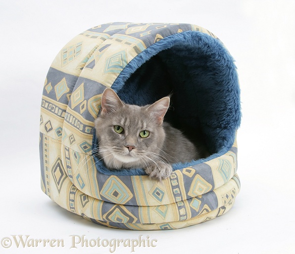 Maine Coon female cat, Serafin, in an igloo cat bed 1, white background