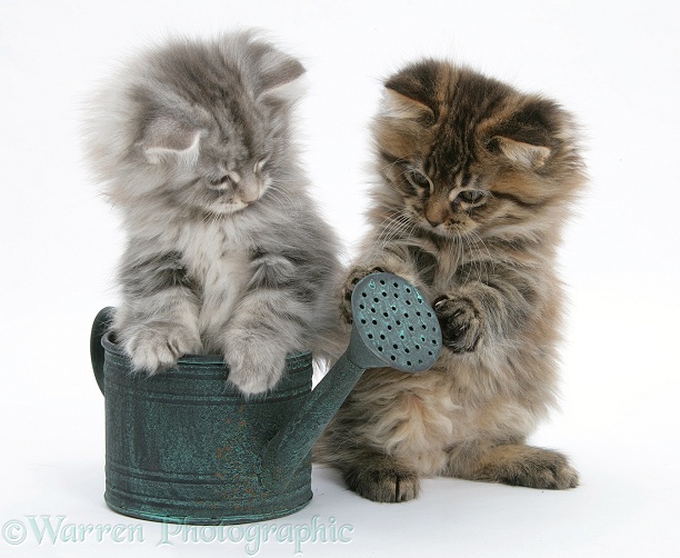 Maine Coon kittens playing with a small watering can, white background