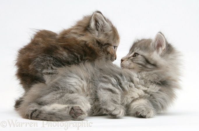 Maine Coon kittens, 7 weeks old, white background