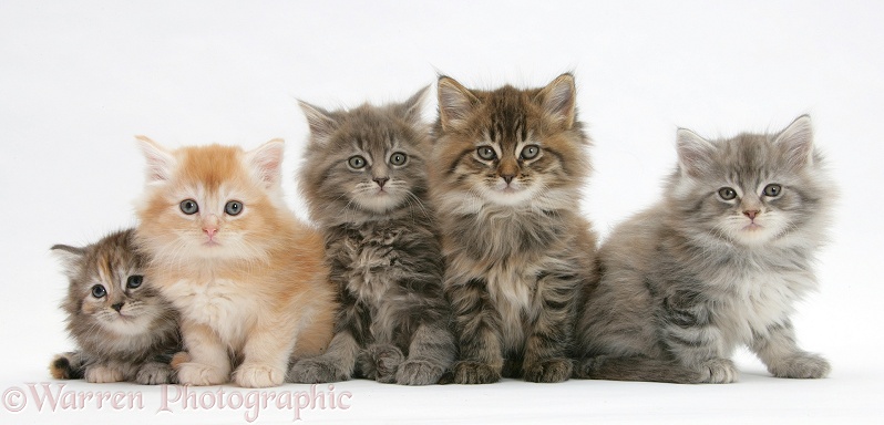 Five Maine Coon kittens, 7 weeks old, white background