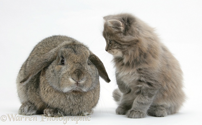 Maine Coon kitten, 7 weeks old, with agouti Lop rabbit, white background