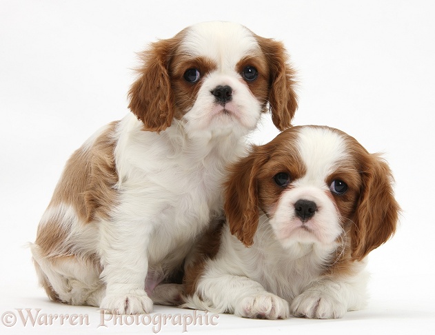 Blenheim Cavalier King Charles Spaniel pups, white background