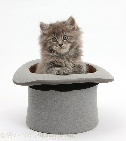 Maine Coon kitten, 7 weeks old, in a top hat, white background