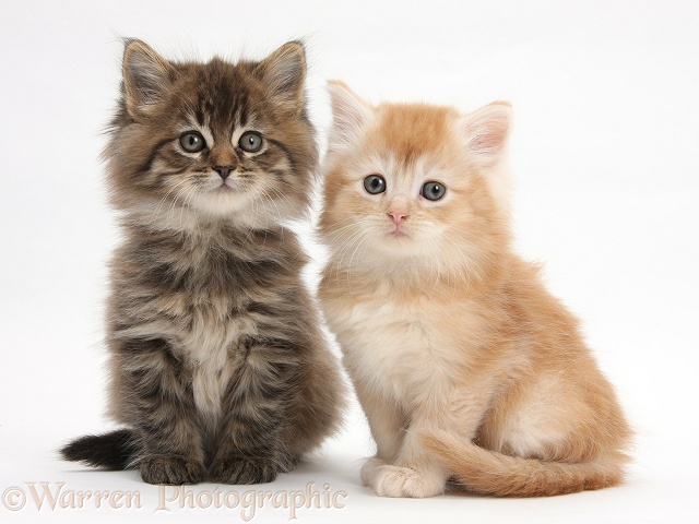 Maine Coon kittens, 7 weeks old, white background