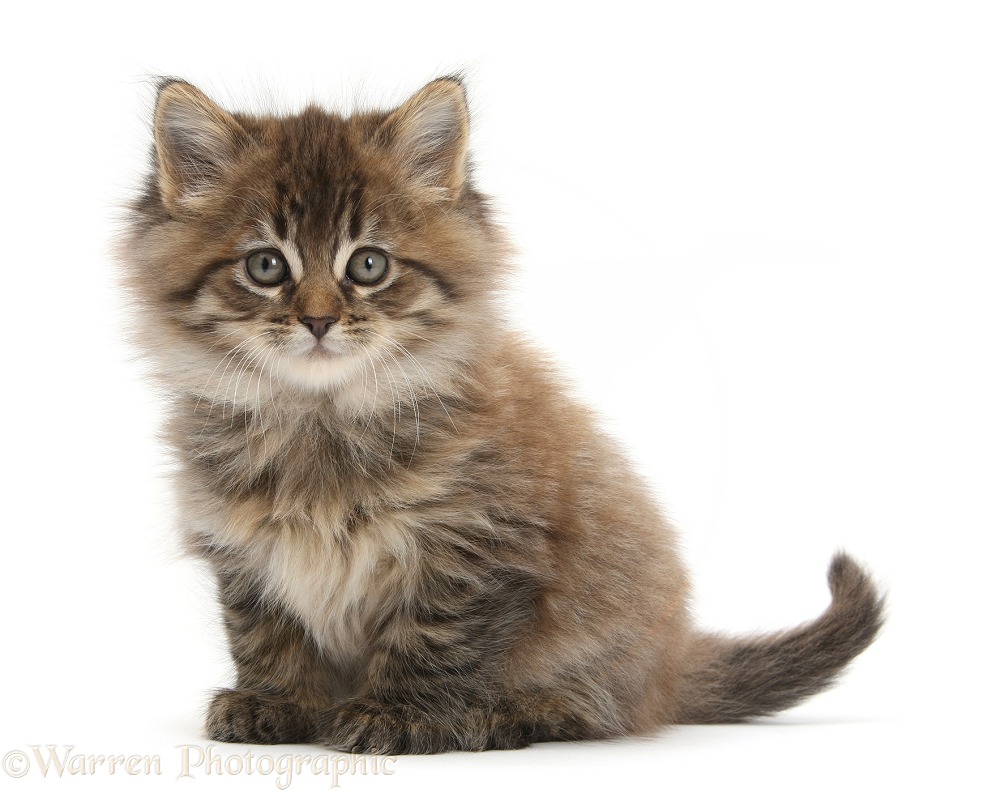 Maine Coon kitten, 7 weeks old, white background