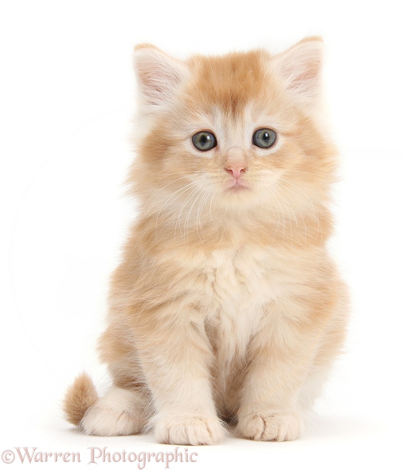 Ginger Maine Coon kitten, 7 weeks old, white background