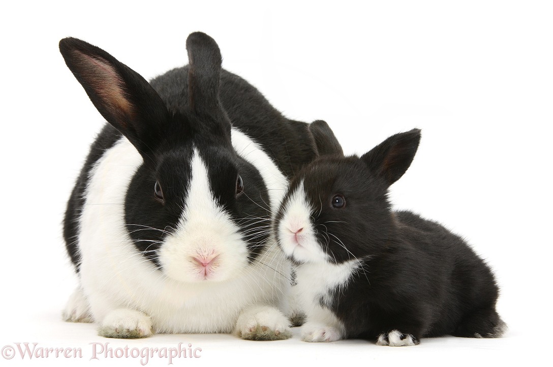 Mother and baby black-and-white Dutch rabbits, white background