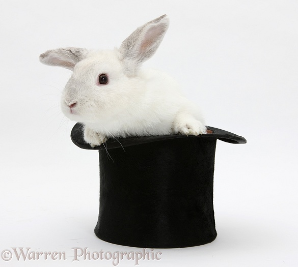 White rabbit in a top hat, white background