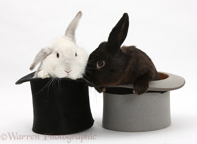 White rabbit and black rabbit in top hats, white background