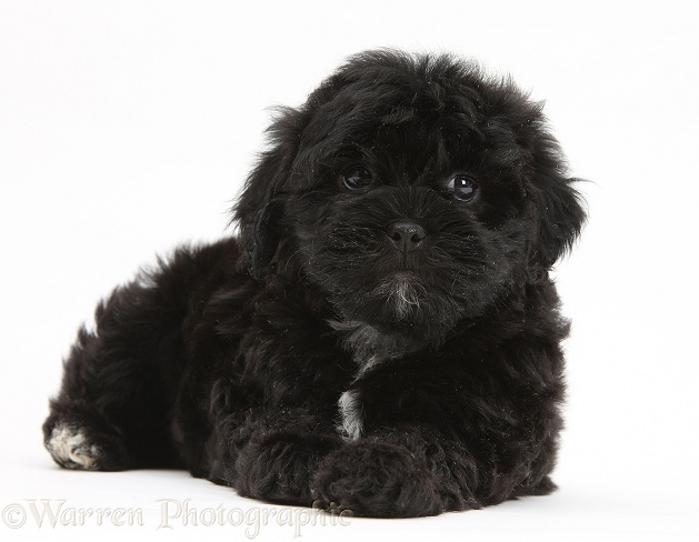 Black Pooshi (Poodle x Shih-Tzu) pup, white background