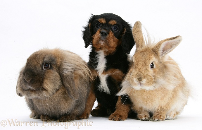 Black-and-tan Cavalier King Charles Spaniel pup and Lionhead rabbits, white background