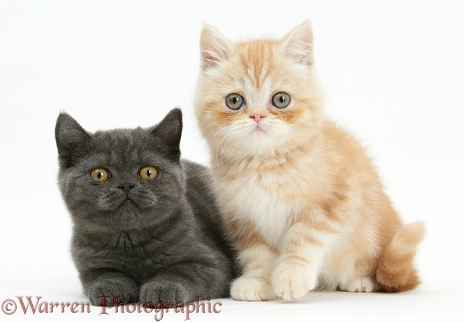 Grey kitten and ginger kitten, white background