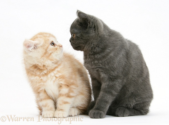 Bold grey kitten and timid ginger kitten, white background