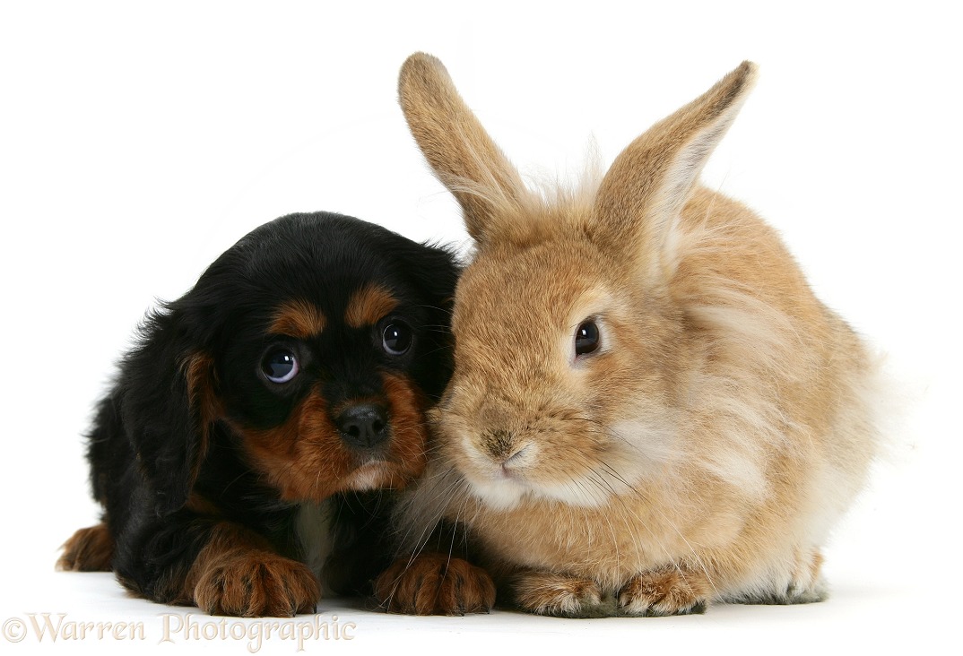 King Charles Spaniel pup and sandy Lionhead rabbit, white background