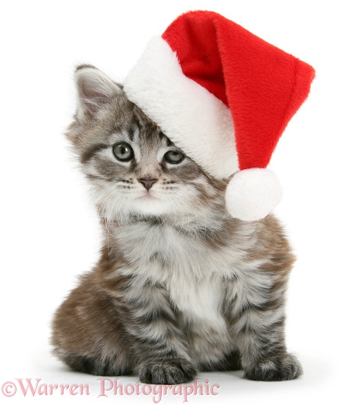 Maine Coon kitten, Goliath, wearing a Father Christmas hat, white background