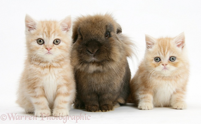 Ginger kittens with Lionhead rabbit, white background