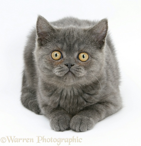 Grey kitten, white background