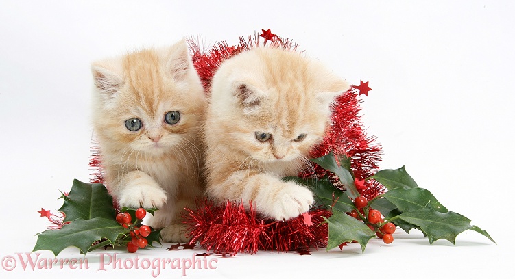 Ginger kittens with red tinsel and holly berries, white background