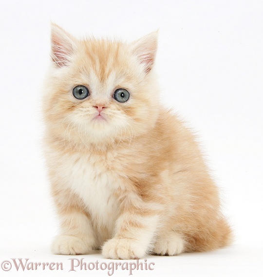 Ginger kitten, white background