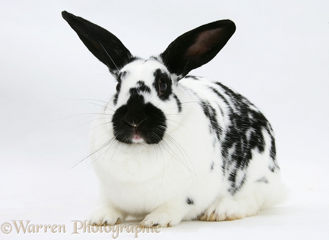 Black-and-white spotted rabbit, white background