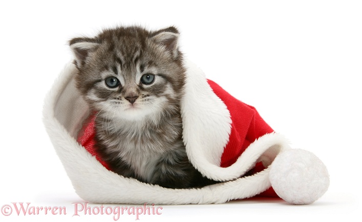 Maine Coon Kitten, Goliath, in a Father Christmas hat, white background