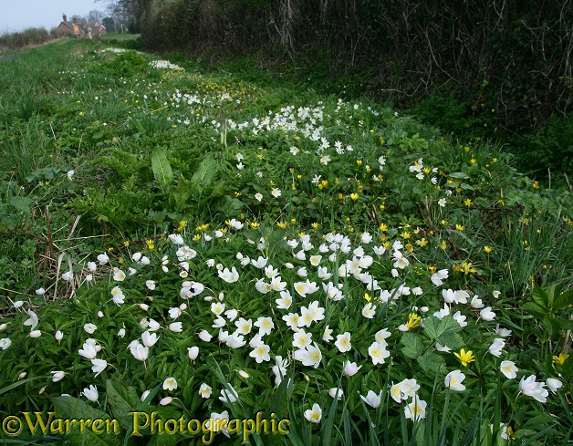Wood Anemones (Anemone nemorosa) and Lesser Celandines (Ranunculus ficaria) beside a hedgerow in spring.  Europe