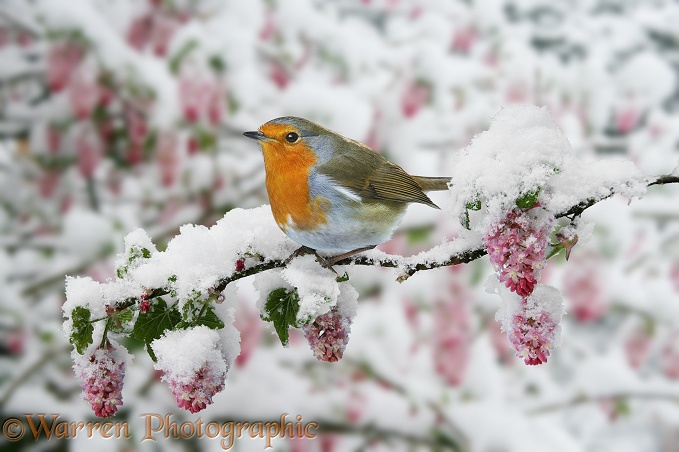 European Robin (Erithacus rubecula) on Flowering Currant (Ribes sanguineum) after a late snowfall in April.  Europe