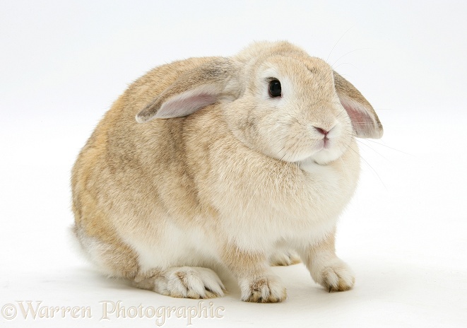 Sandy Lop rabbit, white background