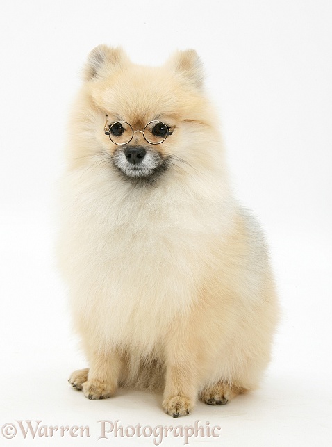 Pomeranian dog, Rikki, wearing glasses, white background