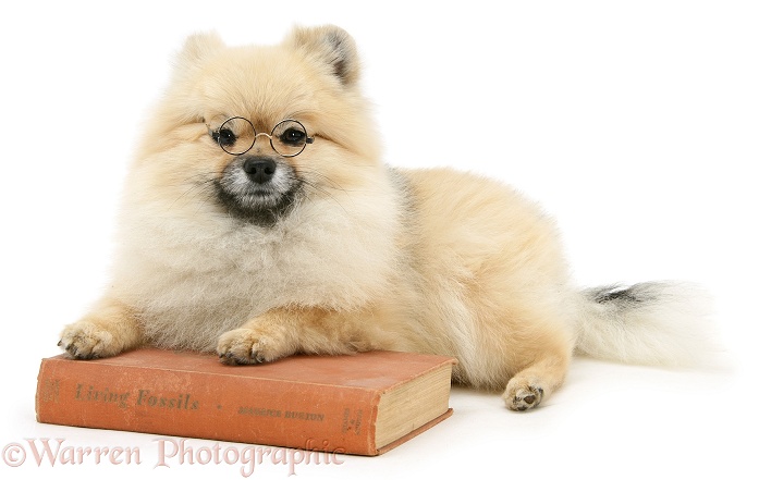 Pomeranian dog, Rikki, wearing glasses and with paws over a book, white background