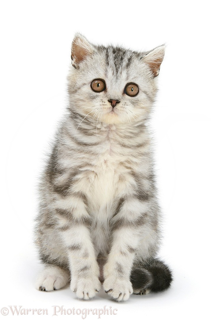Silver tabby kitten sitting, white background