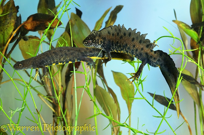 Great-crested Newt (Triturus cristatus) egg-laying female attended by male.  Europe