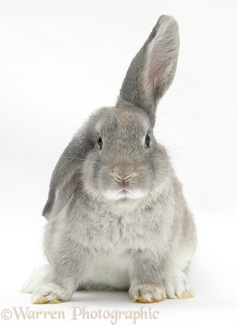 Grey windmill-eared rabbit, white background