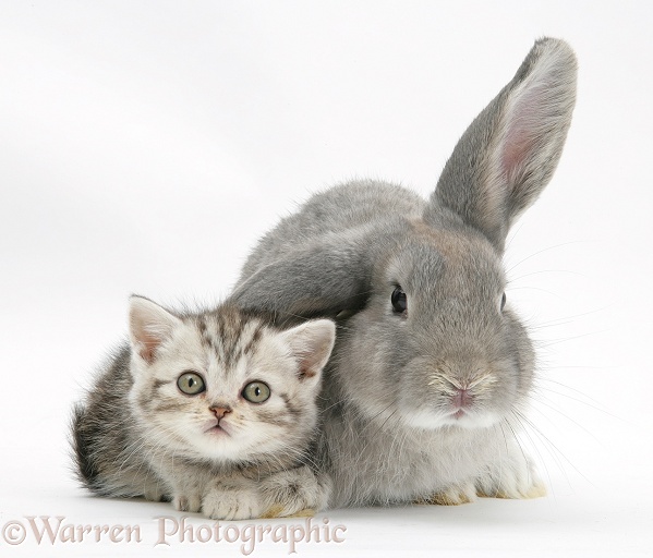 Silver tabby kitten with grey windmill-eared rabbit, white background