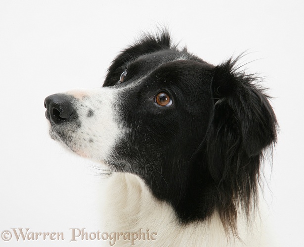 Portrait of Black-and-white Border Collie bitch Phoebe, white background