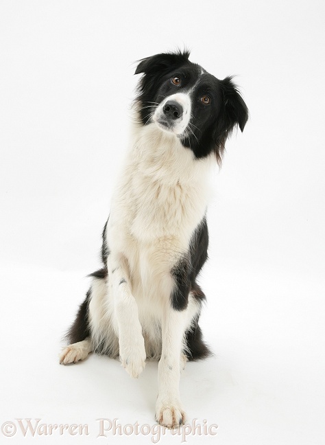 Black-and-white Border Collie Phoebe holding up a paw, white background