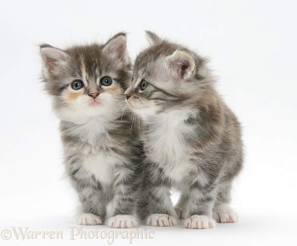 Tabby kittens, white background