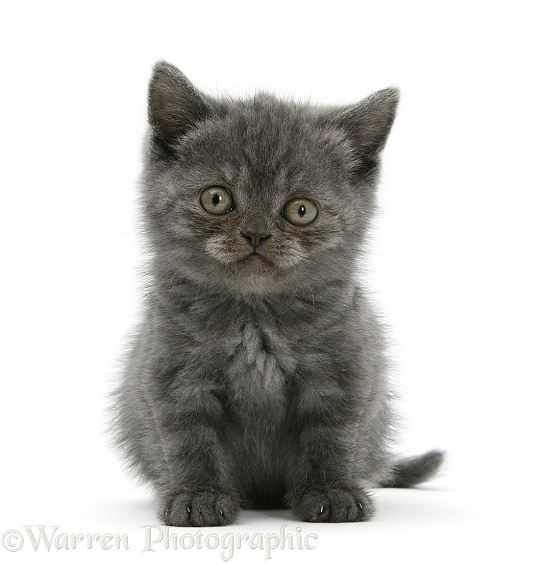 Grey kitten sitting with raised paw, white background