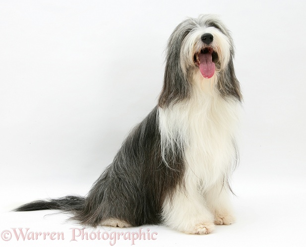 Bearded Collie bitch, Ellie, sitting, white background