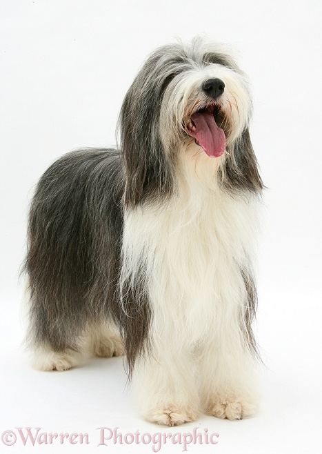 Bearded Collie bitch, Ellie, standing, white background