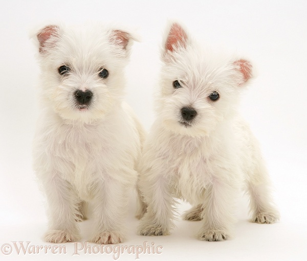 West Highland White Terrier pups, white background