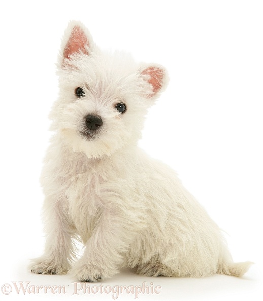West Highland White Terrier pup, sitting, white background