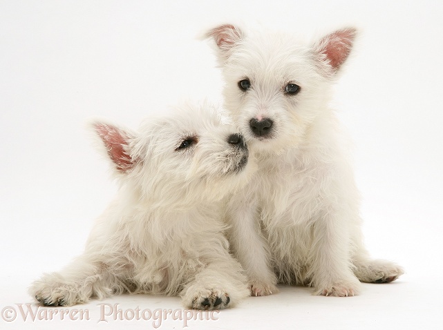 West Highland White Terrier pups, nuzzling, white background