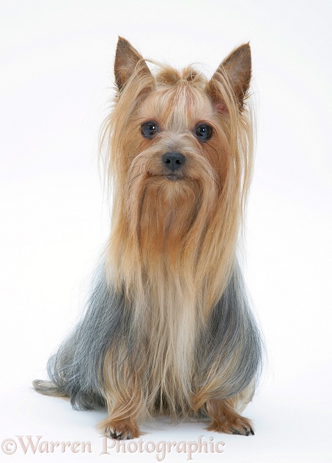 Yorkshire Terrier in show coat, white background