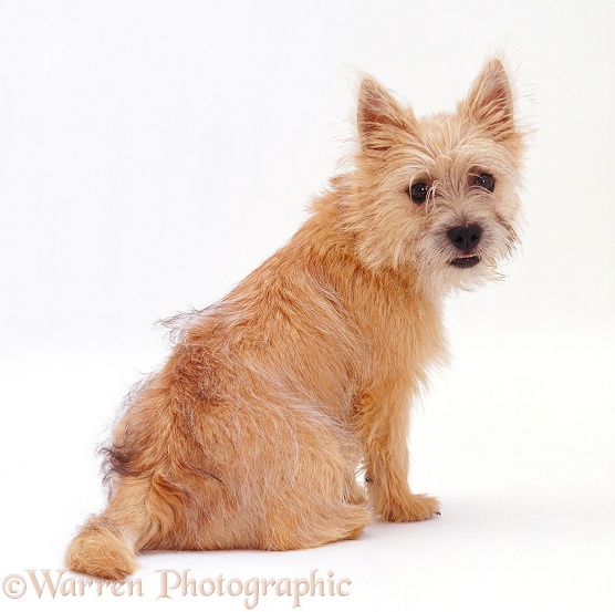 Cairn Terrier pup Daisy, 5 months old, sitting, white background